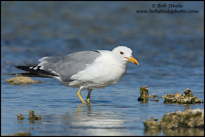 California Gull (Larus californicus)