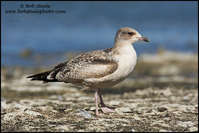 California Gull (Larus californicus)