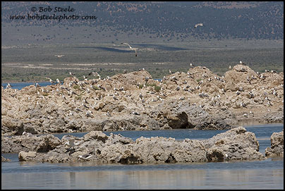 California Gull (Larus californicus)