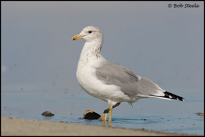 California Gull (Larus californicus)