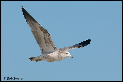 California Gull (Larus californicus)