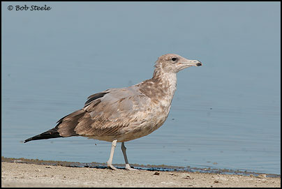 California Gull (Larus californicus)