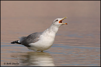 California Gull (Larus californicus)