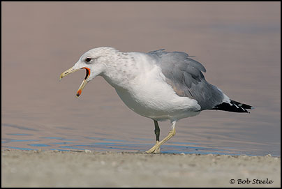 California Gull (Larus californicus)