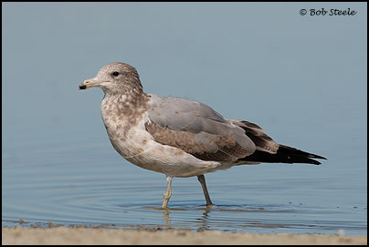 California Gull (Larus californicus)