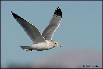 California Gull (Larus californicus)