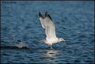 California Gull (Larus californicus)