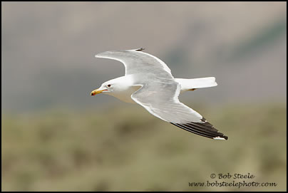 California Gull (Larus californicus)