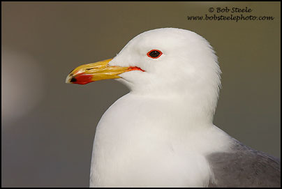 California Gull (Larus californicus)