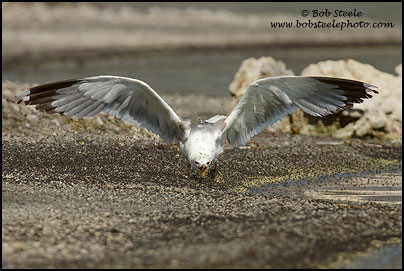 California Gull (Larus californicus)