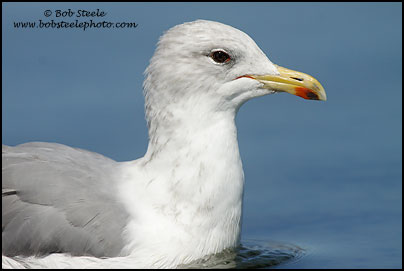 California Gull (Larus californicus)