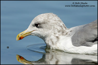 California Gull (Larus californicus)