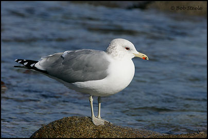 California Gull (Larus californicus)