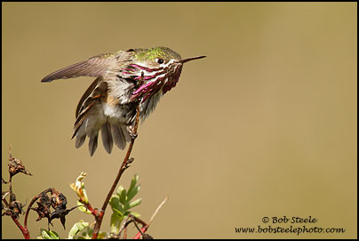 Calliope Hummingbird (Stellula calliope)