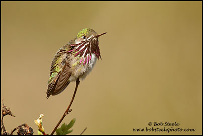 Calliope Hummingbird (Stellula calliope)