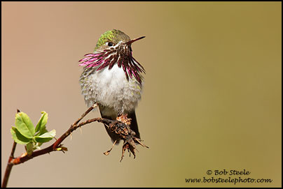 Calliope Hummingbird (Stellula calliope)