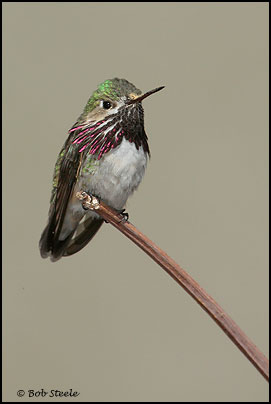 Calliope Hummingbird (Stellula calliope)