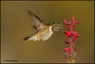 Calliope Hummingbird (Stellula calliope)