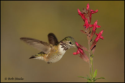 Calliope Hummingbird (Stellula calliope)