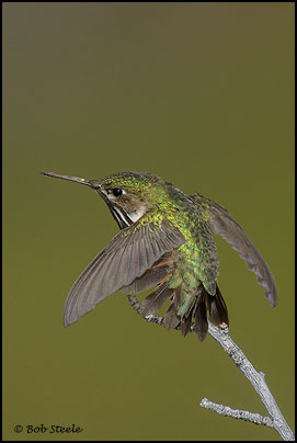 Calliope Hummingbird (Stellula calliope)