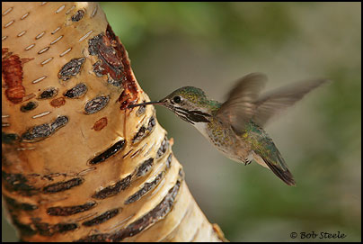 Calliope Hummingbird (Stellula calliope)