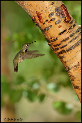 Calliope Hummingbird (Stellula calliope)