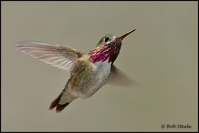 Calliope Hummingbird (Stellula calliope)