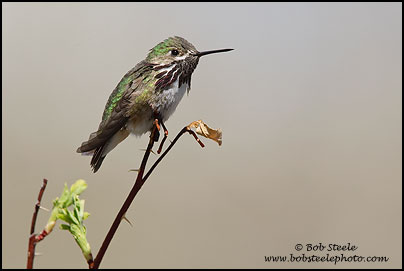 Calliope Hummingbird (Stellula calliope)