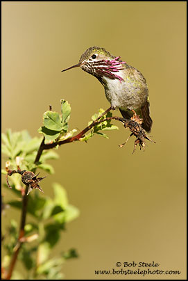 Calliope Hummingbird (Stellula calliope)