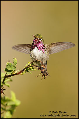 Calliope Hummingbird (Stellula calliope)