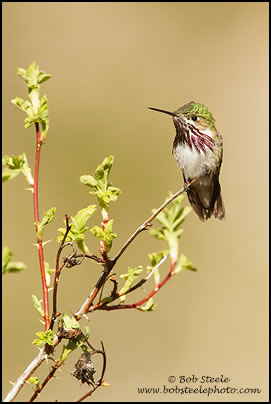 Calliope Hummingbird (Stellula calliope)