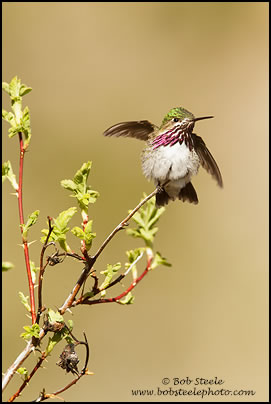 Calliope Hummingbird (Stellula calliope)
