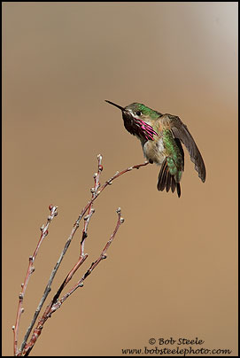 Calliope Hummingbird (Stellula calliope)