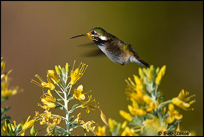 Calliope Hummingbird (Stellula calliope)