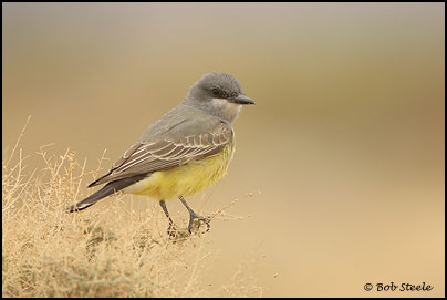 Cassin's Kingbird (Tyrannus vociferans)