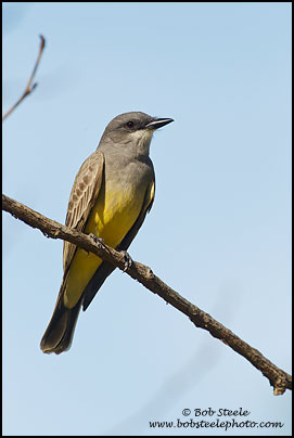 Cassin's Kingbird (Tyrannus vociferans)
