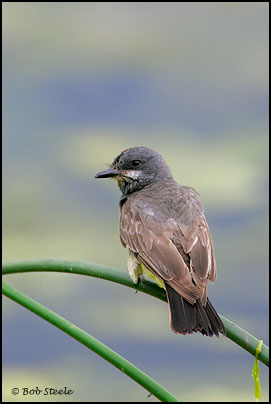 Cassin's Kingbird (Tyrannus vociferans)