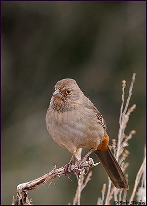 California Towhee (Pipilo crissalis)