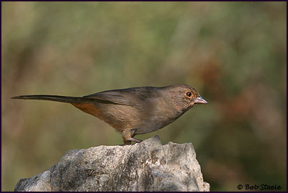 California Towhee (Pipilo crissalis)