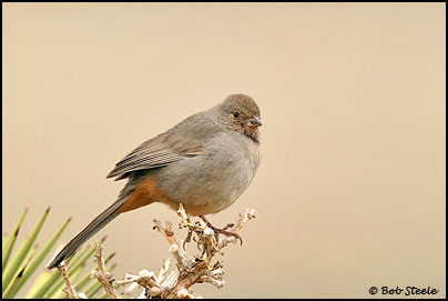 California Towhee (Pipilo crissalis)