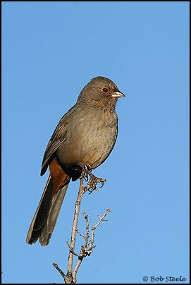 California Towhee (Pipilo crissalis)