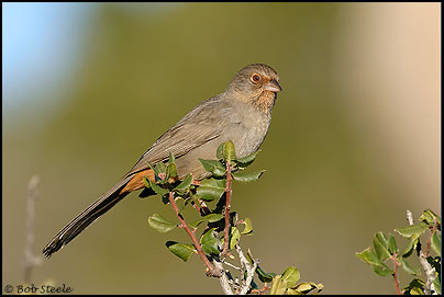 California Towhee (Pipilo crissalis)