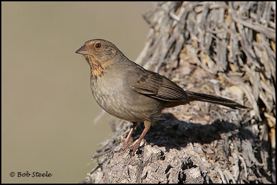 California Towhee (Pipilo crissalis)