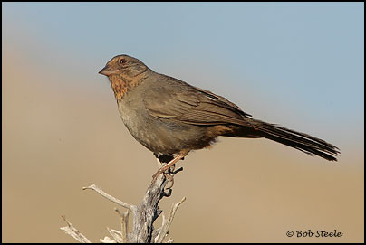 California Towhee (Pipilo crissalis)