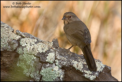 California Towhee (Pipilo crissalis)