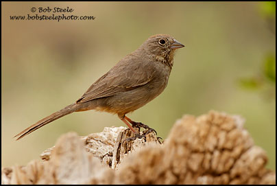Canyon Towhee (Pipilo fuscus)