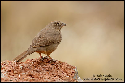 Canyon Towhee (Pipilo fuscus)