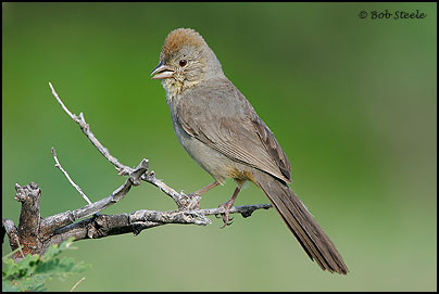 Canyon Towhee (Pipilo fuscus)