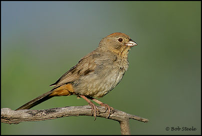 Canyon Towhee (Pipilo fuscus)