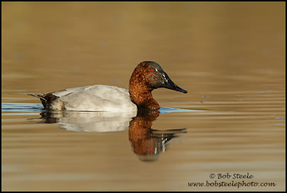 Canvasback (Aythya valisineria)